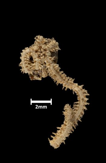 Media type: image;   Invertebrate Zoology OPH-1339 Description: Bottom of brittle star with mouth visible.;  Aspect: ventral